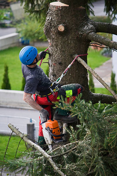 Best Tree Maintenance Programs  in Lamar, CO