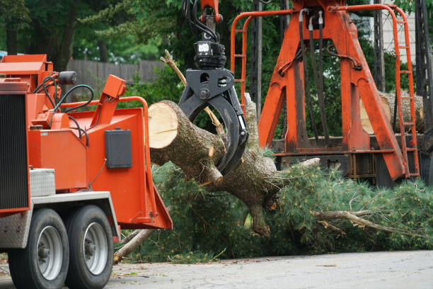 Best Root Management and Removal  in Lamar, CO