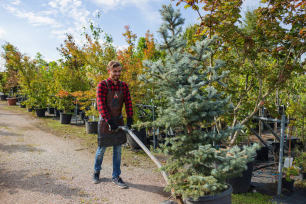 How Our Tree Care Process Works  in  Lamar, CO