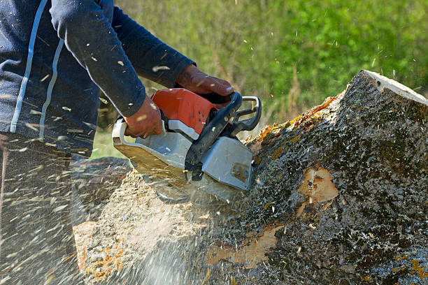 Mulching Services in Lamar, CO